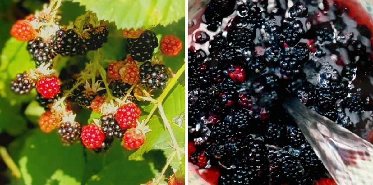 Left: Ripe and unripe blackberries on a leafy bush. Right: Close-up of blackberries being mashed with a fork, their juices perfect for making Reduced Sugar Berry Jam.